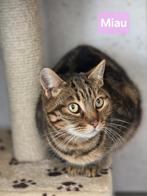 Miau zoekt een baasje, Poes, Kortharig, 0 tot 2 jaar