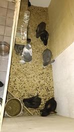 5 Jonge vlaamse reus., Dieren en Toebehoren, Meerdere dieren, Groot, 0 tot 2 jaar