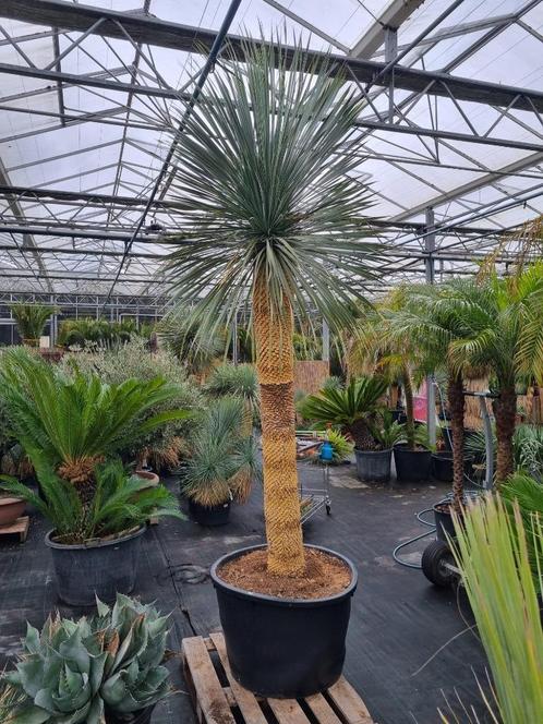 Yucca rostrata Superior XXL 275-300 cm I GRATIS BEZORGING, Tuin en Terras, Planten | Tuinplanten, Vaste plant, Overige soorten