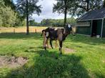 Nubische maanvlekken bok, Dieren en Toebehoren, Schapen, Geiten en Varkens, Mannelijk, Geit