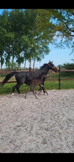 Lieve merrie (OOSeven  Ferro) drachtig van Nashville SW, Dieren en Toebehoren, Merrie, Gechipt, M, Dressuurpaard