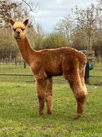 Twee Alpaca hengstjes, Dieren en Toebehoren, Overige Dieren, Mei, Mannelijk