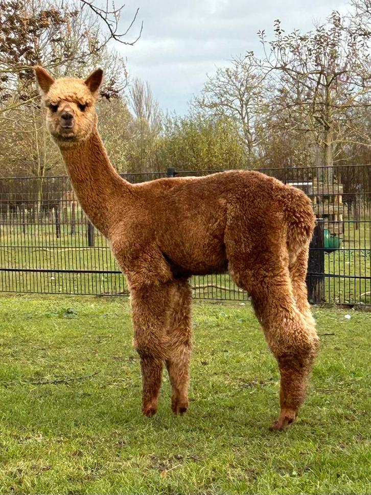 Twee Alpaca hengstjes, Dieren en Toebehoren, Overige Dieren, Mannelijk, Mei