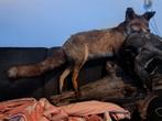 Taxidermie taxidermy, Opgezette "vos" met wilde eend prooi, Verzamelen, Ophalen of Verzenden, Wild dier, Opgezet dier