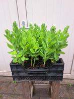 Mooie Sedum "Herbstfreude" (hemelsleutel) in pot!, Ophalen, Zomer, Overige soorten, Volle zon