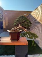 Bonsai Juniperus Kishu, Bloeit niet, Overige soorten, Minder dan 100 cm, Ophalen