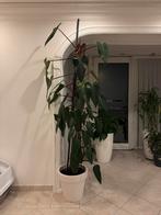 Kamerplant, Huis en Inrichting, Ophalen, Halfschaduw, Minder dan 100 cm