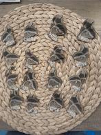 Samia ricini ongeprepareerd 16 stuks