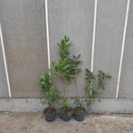 Goedkope restpartij Prunus 'Caucasica' voor haag | B keus, Tuin en Terras, Ophalen, Laurier, Minder dan 100 cm