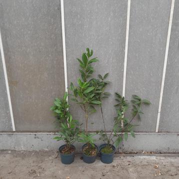 Goedkope restpartij Prunus 'Caucasica' voor haag | B keus beschikbaar voor biedingen