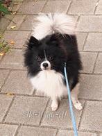 Pomeranian dekreu ( NIET TE KOOP!), Reu, 1 tot 2 jaar, Eén hond, Nederland