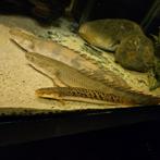 Kwastvinsnoeken/bichir/lapradei, Dieren en Toebehoren, Vissen | Aquariumvissen, Vis