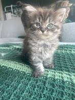 Maine coon / Ragdoll kittens, Dieren en Toebehoren, Meerdere dieren, Ontwormd, 0 tot 2 jaar
