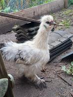 Zijdehoen haan, Dieren en Toebehoren, Pluimvee, Mannelijk, Kip