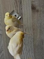Jonge gele mozaïek 2025, Dieren en Toebehoren, Vogels | Kanaries, Geslacht onbekend