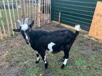 Landgeit Bok, Dieren en Toebehoren, Schapen, Geiten en Varkens, Mannelijk, Geit
