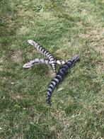 Tiliqua scincoides scincoides oostelijke blauwtongskinken, Dieren en Toebehoren