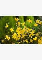 winter jasmijn, Tuin en Terras, Planten | Tuinplanten, Vaste plant, Ophalen of Verzenden, Halfschaduw, Winter