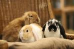 Lieve dwergkonijnen | Ruime keus, ingeënt en passend advies!, Dieren en Toebehoren, Konijnen, Meerdere dieren, Groot, 0 tot 2 jaar
