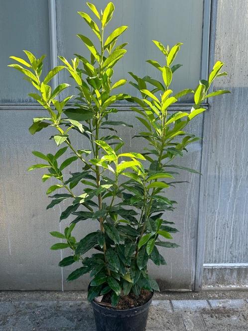 Laurier Novita potgekweekt 100% aangroei garantie, Tuin en Terras, Planten | Struiken en Hagen, Laurier, 100 tot 250 cm, Ophalen