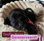 Prachtige puppy’s te koop – Staffador / Labrastaff, 8 tot 15 weken, CDV (hondenziekte), Meerdere, Meerdere dieren