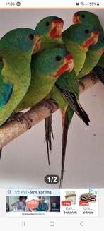 2 koppels swiftparkieten, Dieren en Toebehoren, Meerdere dieren, Parkiet