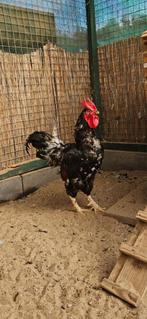 Haan, Dieren en Toebehoren, Pluimvee, Mannelijk, Kip