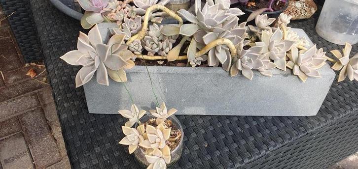 sterke vetplanten voor direct binnen bij een raam, Huis en Inrichting, Kamerplanten, Overige soorten, Minder dan 100 cm, Ophalen