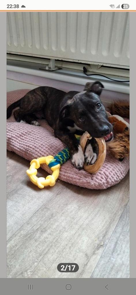 Aanhankelijke Kruising Amerikaanse Stafford/Whippet PUP, Dieren en Toebehoren, Honden | Niet-rashonden, Middel, Reu, Particulier