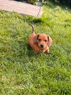 Dwerg teckel pup teckel pup teckel dachshund, Dieren en Toebehoren, Honden | Teckels en Dashonden, Rabiës (hondsdolheid), 8 tot 15 weken