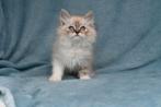 Prachtige Siberische raskatten allen katers!, Kater, Ontwormd