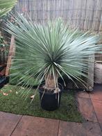 Yucca rostrata prachtige volle planten, Tuin en Terras, Planten | Bomen, Volle zon, 100 tot 250 cm, Zomer, Overige soorten