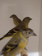 4-4 Zwartkop sijsen, Dieren en Toebehoren, Vogels | Overige Vogels, Meerdere dieren, Tropenvogel, Geringd