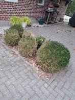 Buxus Bollen - Diverse Maten, Tuin en Terras, Vaste plant, Bloeit niet, Halfschaduw, Ophalen