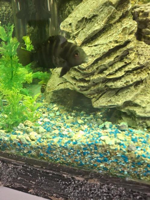 Zebra.s cichliden, Dieren en Toebehoren, Vissen | Aquaria en Toebehoren, Ophalen