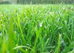 Gras op stam 2e snee 3.7 ha te Burum, Dieren en Toebehoren, Dierenvoeding, Ophalen, Vee