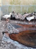 Mooie loopeenden kuikens diverse kleuren, Dieren en Toebehoren, Meerdere dieren, Eend