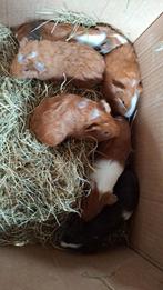 Leuke jonge caviaatjes,  mannetjes, Augustus, Mannelijk, Cavia
