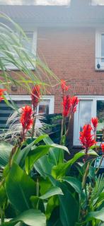Mooie pot met canna lelies, Volle zon, Vaste plant, Zomer, Ophalen