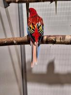 Pracht rosella opaline split golden gold., Dieren en Toebehoren, Vogels | Parkieten en Papegaaien, Mannelijk, Parkiet