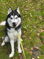 Een hond mooie en rustige huskyhond, Dieren en Toebehoren, Honden | Poolhonden, Keeshonden en Oertypen, Rabiës (hondsdolheid)