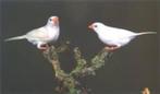 witte spitsstaart amadines, Dieren en Toebehoren, Meerdere dieren