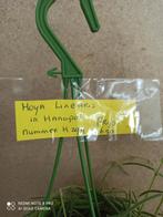 Hoya linearis in hangpot nummer H294, Overige soorten, Minder dan 100 cm, Ophalen of Verzenden, Halfschaduw