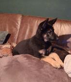 Duitse herder teefje zoekt liefdevol huisje, Dieren en Toebehoren, Honden | Herdershonden en Veedrijvers, CDV (hondenziekte), 8 tot 15 weken