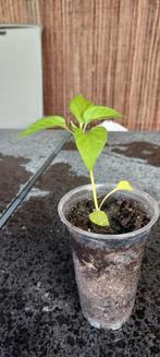 Peper plantje €1,00, Ophalen, Eenjarig, Groenteplanten, Volle zon