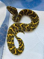 Bitis arietans, Dieren en Toebehoren, Reptielen en Amfibieën, Slang, 0 tot 2 jaar
