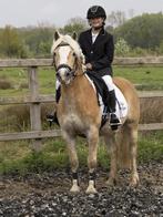 Bijrijder aangeboden, Dieren en Toebehoren, Verzenden