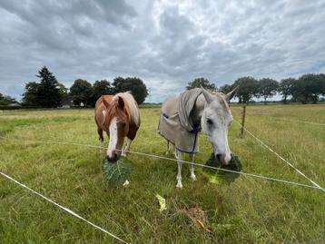 Stalling 24/7 buiten voor rustige pony in Weerdinge beschikbaar voor biedingen