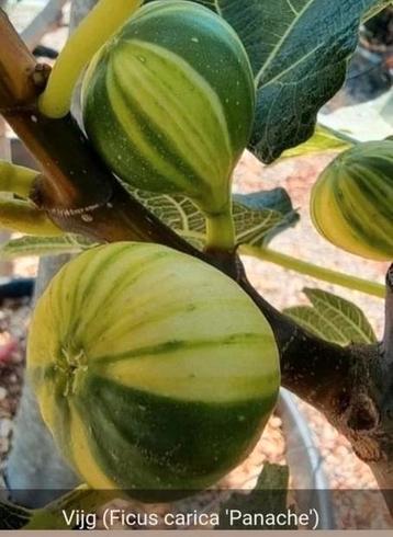 Panache Vijgenboom - Bijzondere Fruitboom beschikbaar voor biedingen