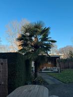 Gratis afhalen. Twee Palmbonen (Man & Vrouw) voor Bestuiving, Tuin en Terras, In pot, Halfschaduw, Ophalen of Verzenden, Zomer